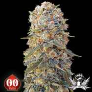 00 Seeds Sweet Critical